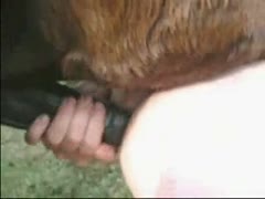 A big horse's dick slapping a homosexual